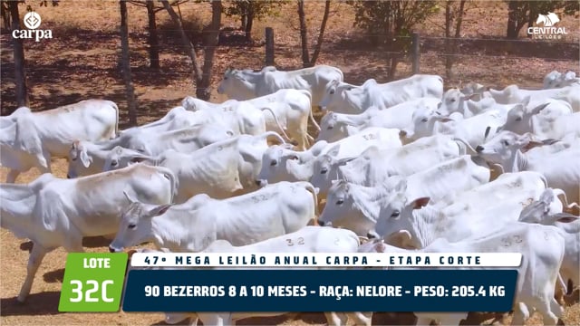 Lote 32C