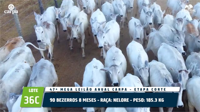 Lote 36C