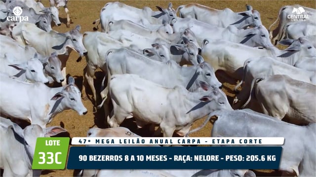 Lote 33C