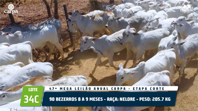Lote 34C