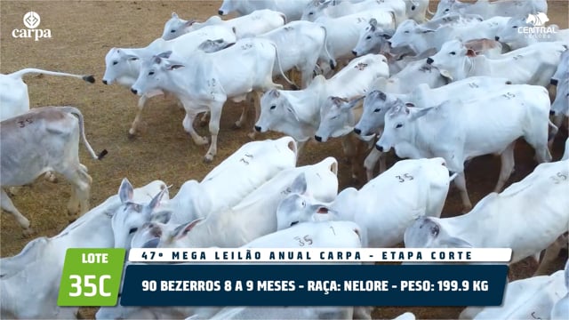 Lote 35C
