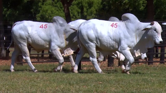 Lote 45