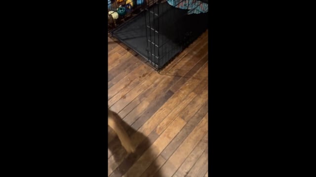Enlarge Blaize - Sweet and Joyful Puppy, a Adoptable mixed breed in Collierville, TN video 3/6
