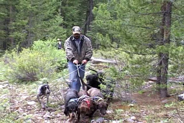 Idaho Bear with Little Lost Outfitters