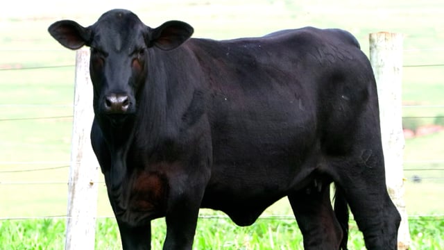 Lote 05