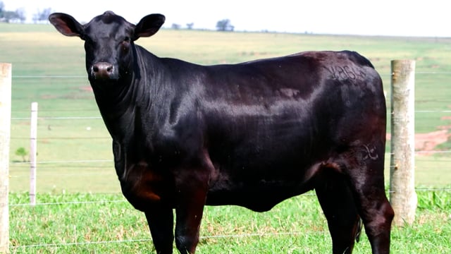 Lote 08