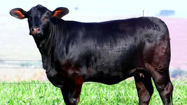 Lote 09