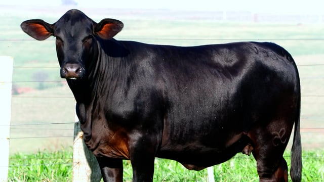Lote 12