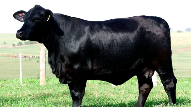 Lote 14