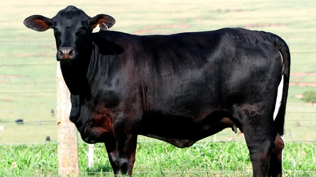 Lote 15