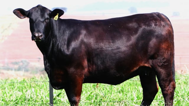 Lote 18