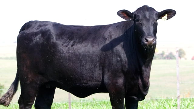 Lote 19
