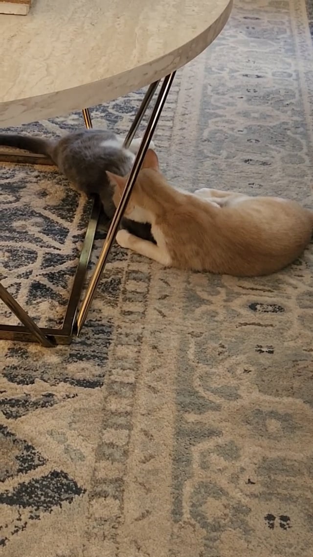 Enlarge Skye (F) and Sunshine (M)- Your Daily Forecast of Love and Laughter, a Adoptable Domestic Short Hair in Bristow, VA video 5/5
