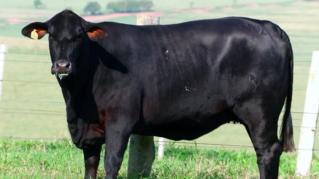 Lote 24
