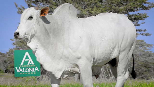 Lote 44