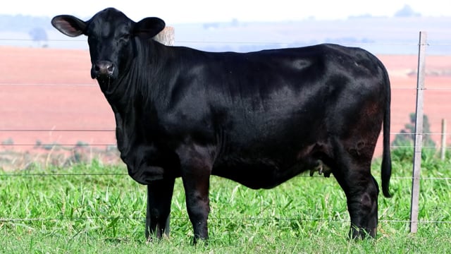 Lote 20