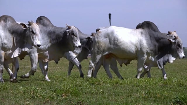 Bateira 06