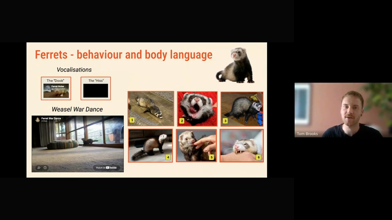 Video 2. Human_Small Animal CPD - Ferrets, Carrier Training and Ending.mp4 - Tom Brooks