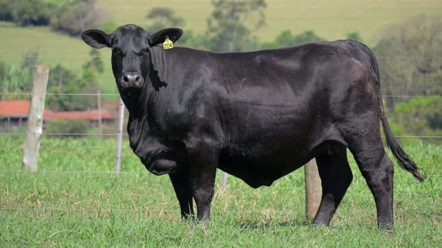Lote 23