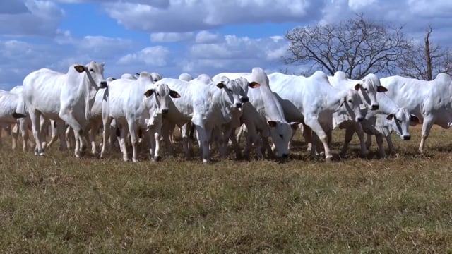 GERAL VACAS REGALITO