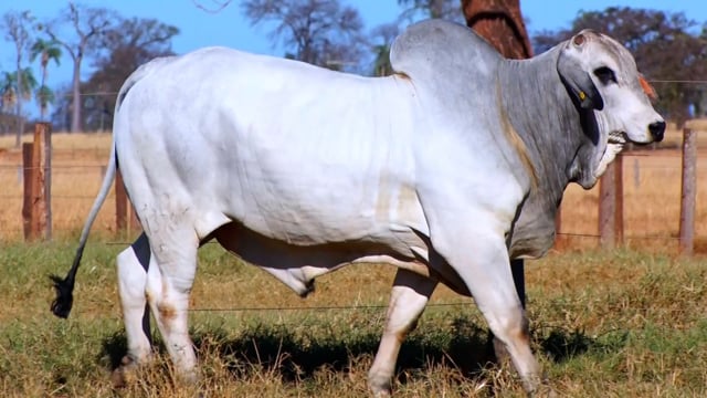 Lote 19