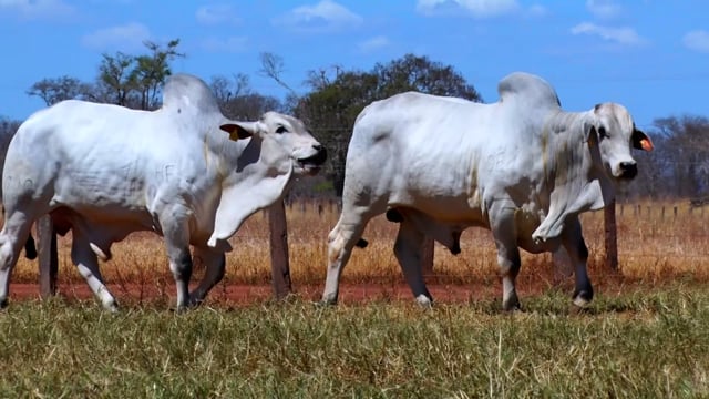 Lote 36