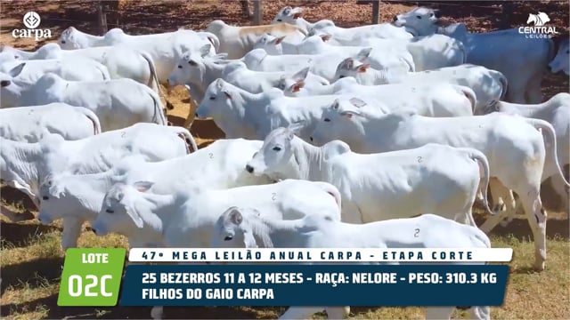 Lote 02C