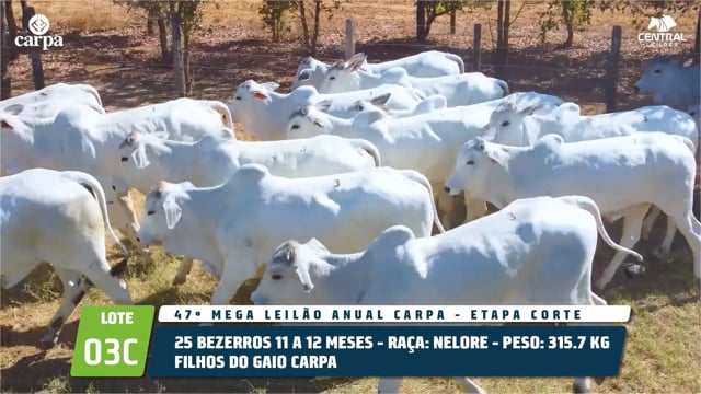 Lote 03C