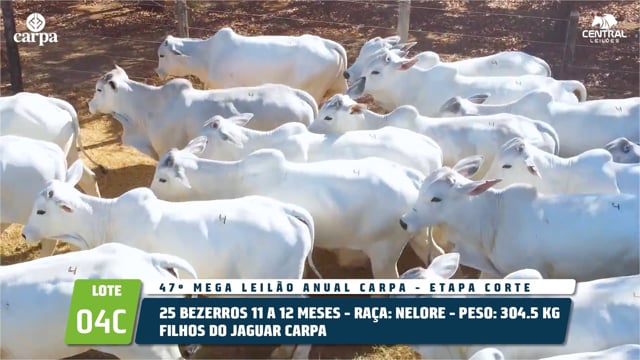 Lote 04C