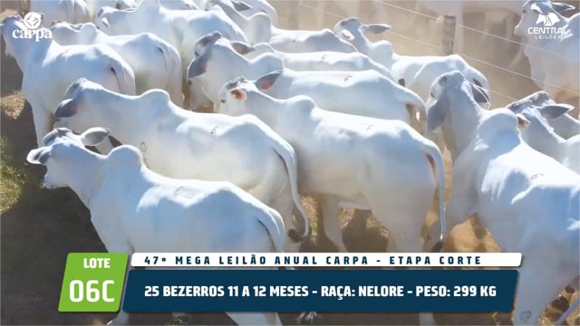 Lote 06C