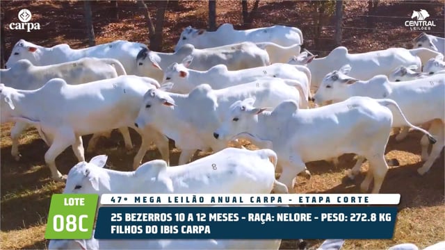Lote 08C