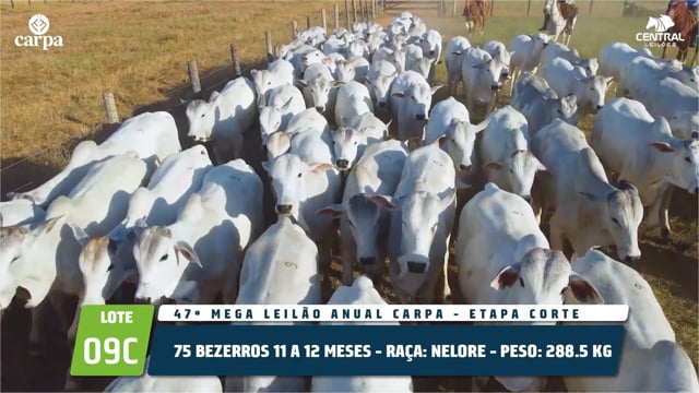 Lote 09C