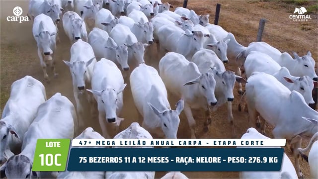 Lote 10C