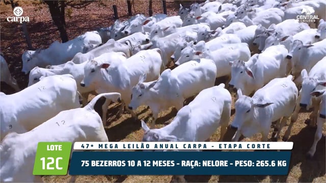 Lote 12C