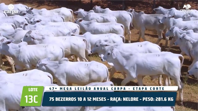 Lote 13C
