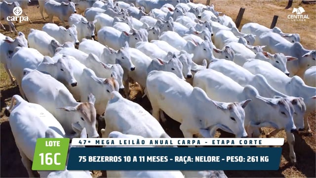 Lote 16C