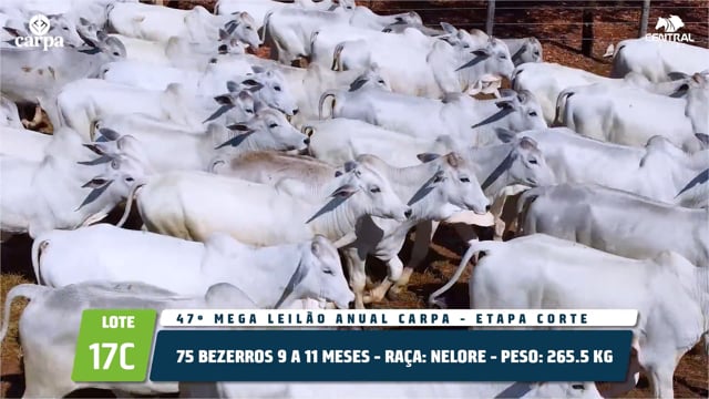 Lote 17C