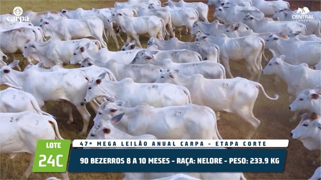 Lote 24C
