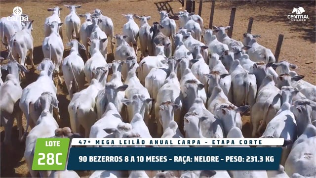 Lote 28C