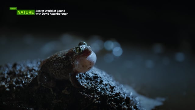 SECRET WORLD OF SOUND WITH DAVID ATTENBOROUGH
