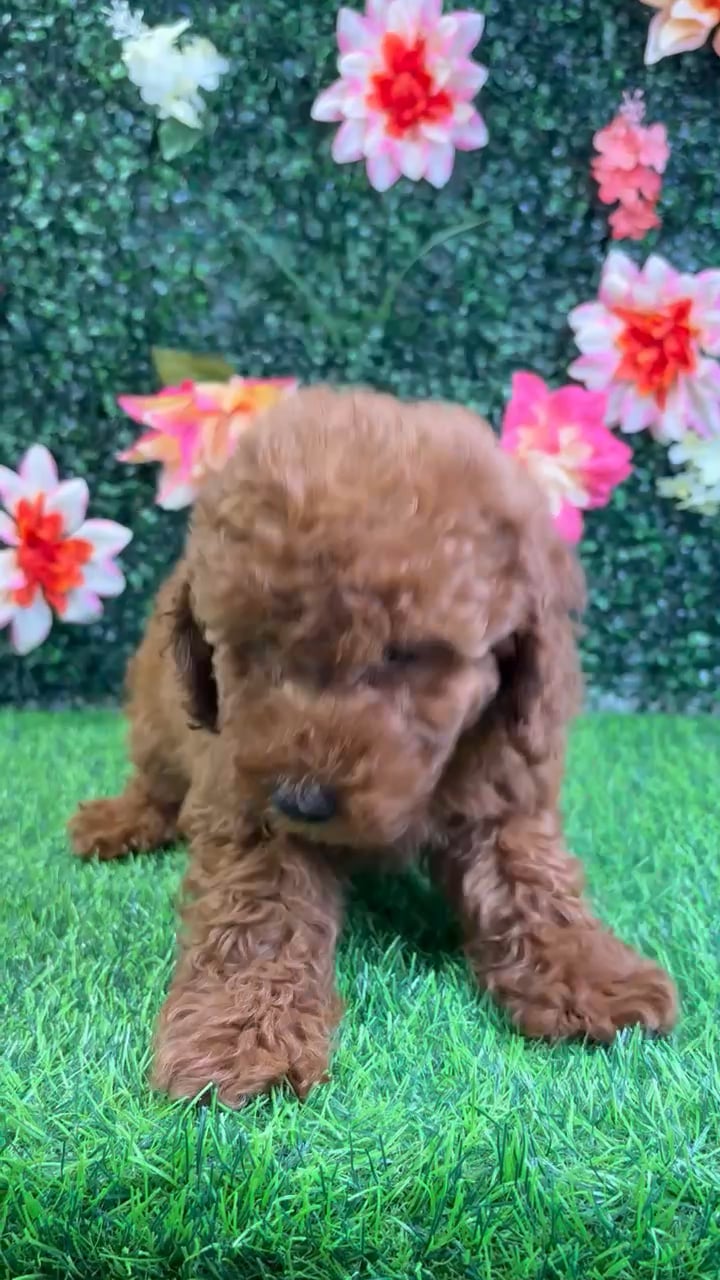 Male Mini Goldendoodle puppy named Jack for sale at Puppy Dreams - Wichita West. video thumbnail
