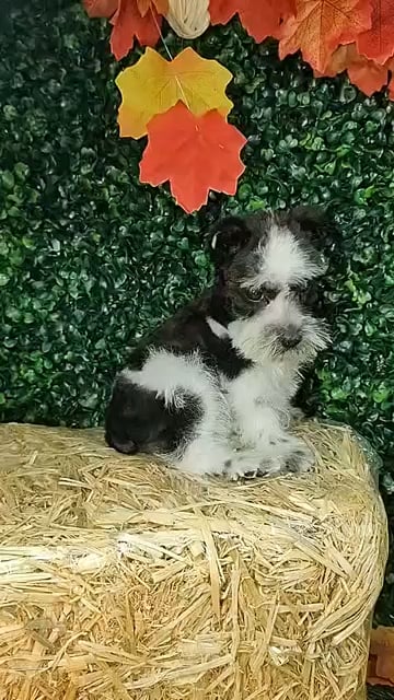 Female Mini Schnauzer puppy named Cumbia for sale at Puppy Dreams - Mansfield. video thumbnail