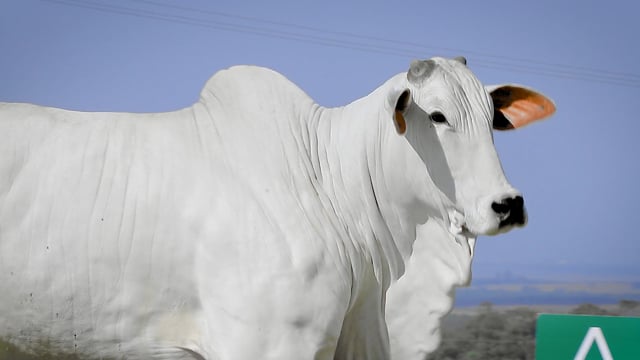 Lote 20