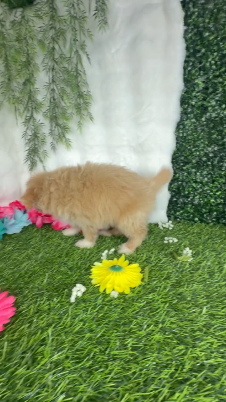 Male Pom-A-Poo puppy named Eminem for sale at Puppy Dreams - Denton. video thumbnail
