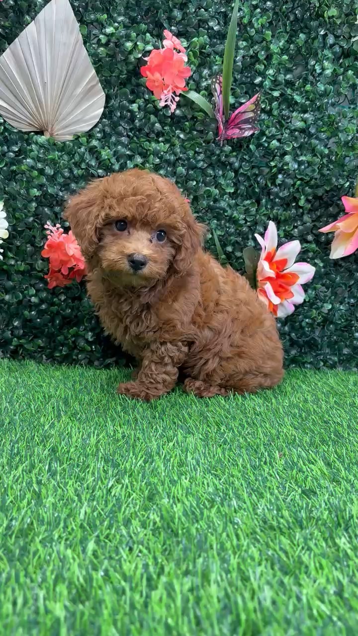 Female Mini Poodle puppy named Rose for sale at Puppy Dreams - Wichita West. video thumbnail
