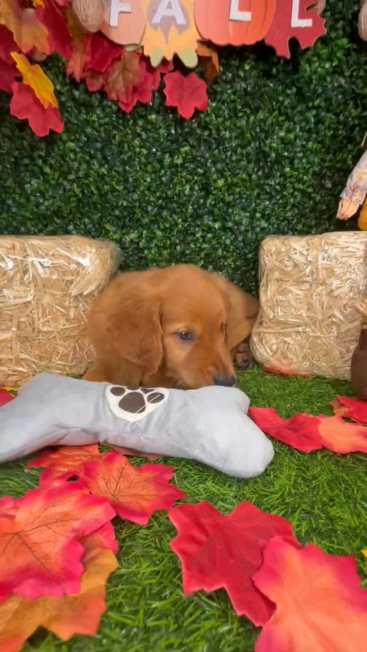 Male Golden Retriever puppy named Bachata for sale at Puppy Dreams - Mansfield. video thumbnail