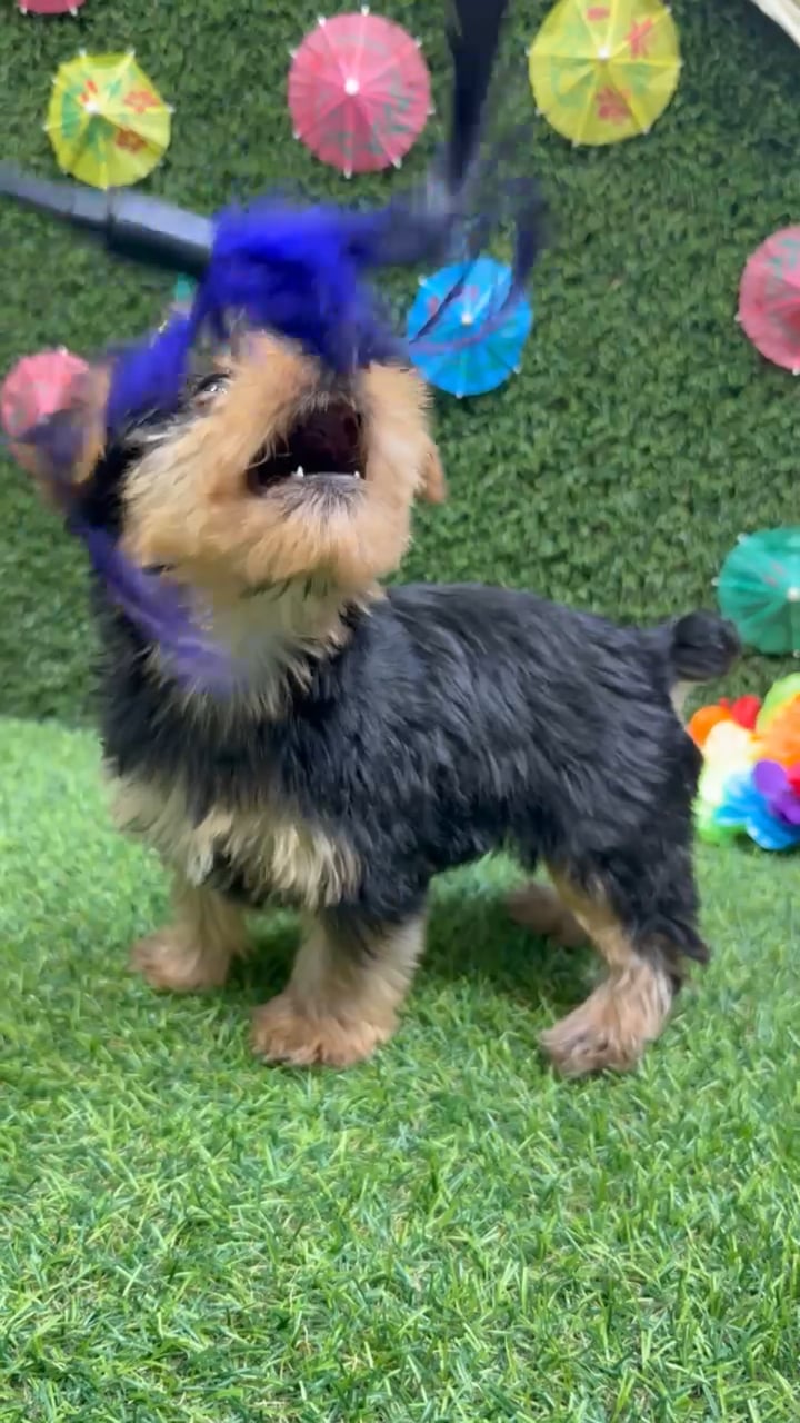 Female Yorkie puppy named Hazel for sale at Puppy Dreams - Carrollton. video thumbnail