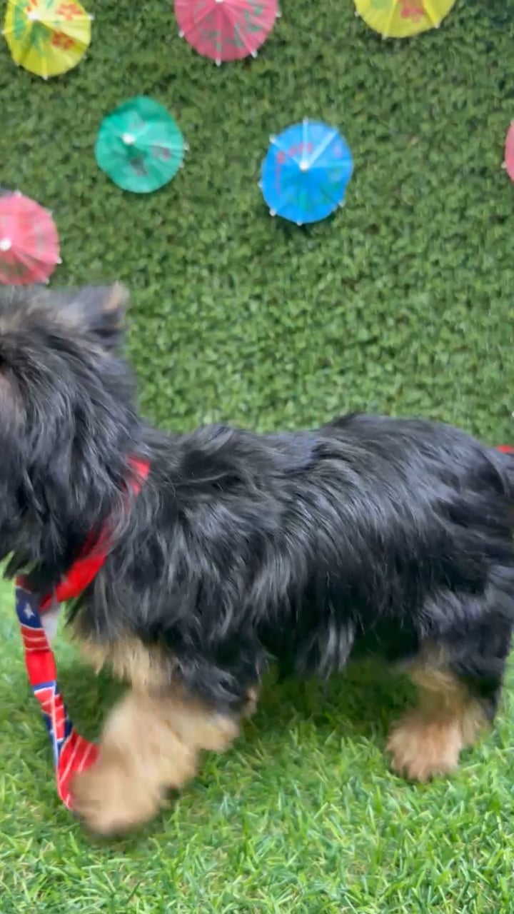 Male Yorkie puppy named Max for sale at Puppy Dreams - Carrollton. video thumbnail