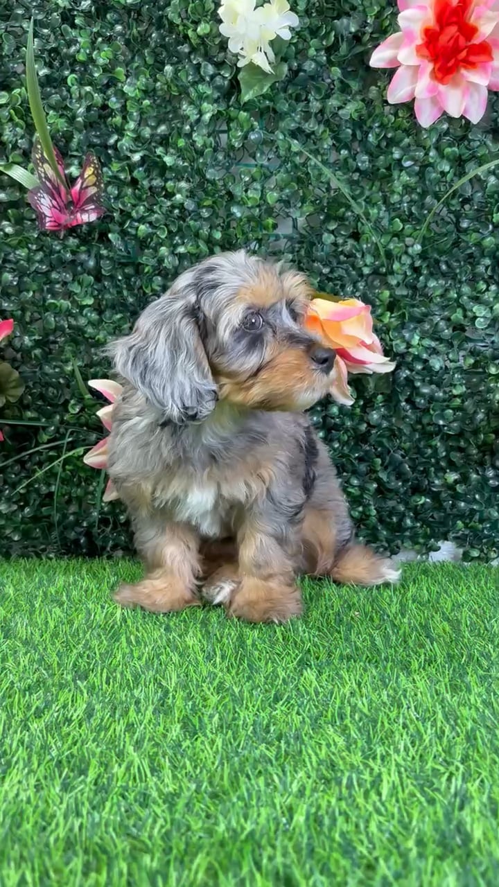 Female Cockapoo puppy named Ophelia for sale at Puppy Dreams - Wichita West. video thumbnail