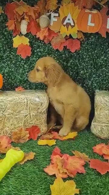 Male Golden Retriever puppy named Nay Nay for sale at Puppy Dreams - Mansfield. video thumbnail